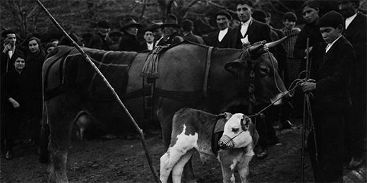 Premio dunha vaca e un cucho en 1925 en Lourenzá   Ruth Matilda Anderson