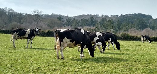 Vacas de leite en extensivo.