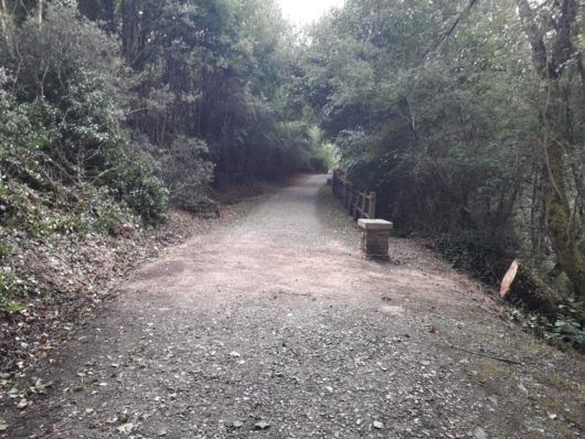 O Concello de Vilalba retira de urxencia unha árbore derrubada polo vento no paseo fluvial