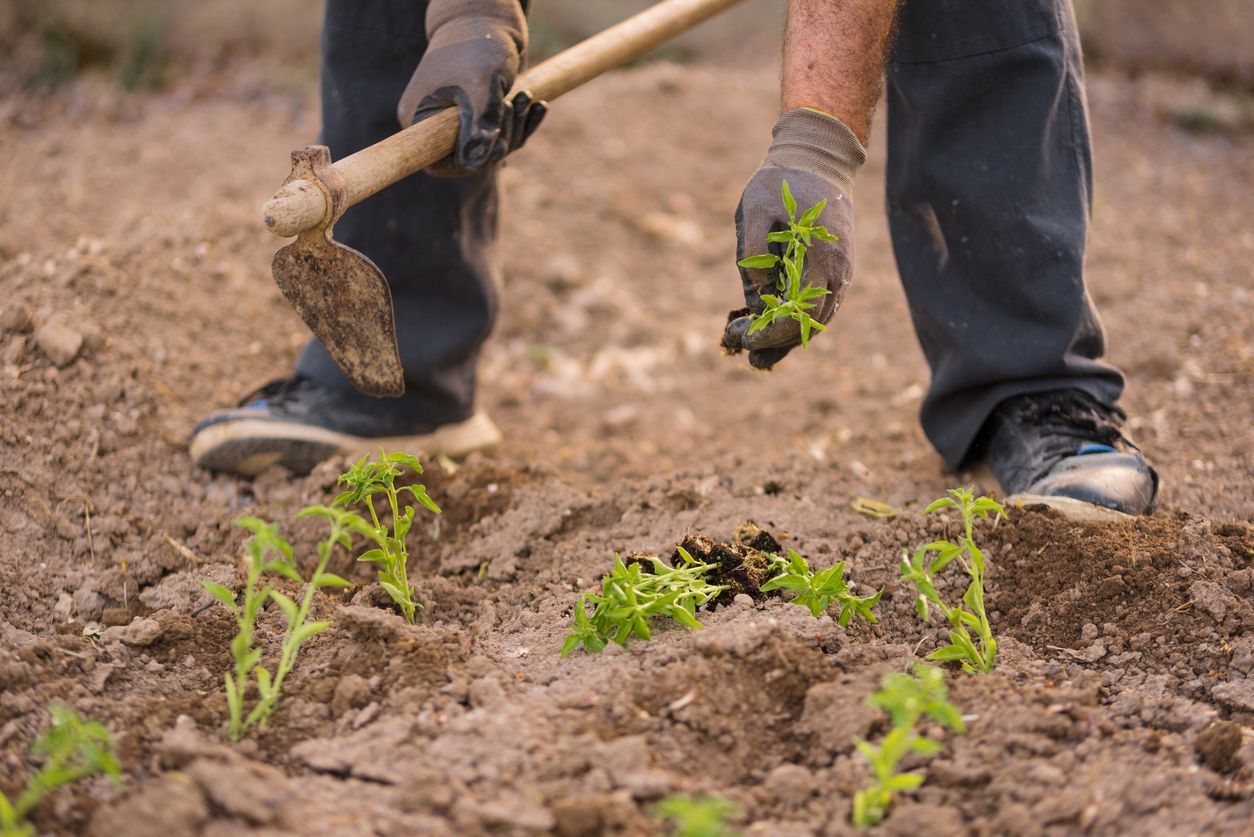 Close up view of a farmer at work.