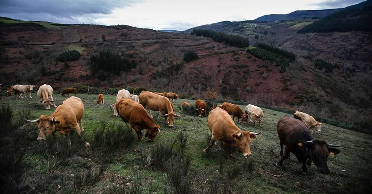 gandeiría vacas monte