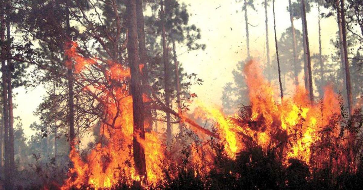 incendio forestal lume
