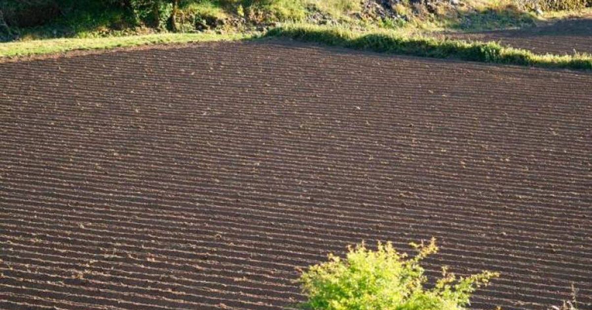 terras agricolas cultivos