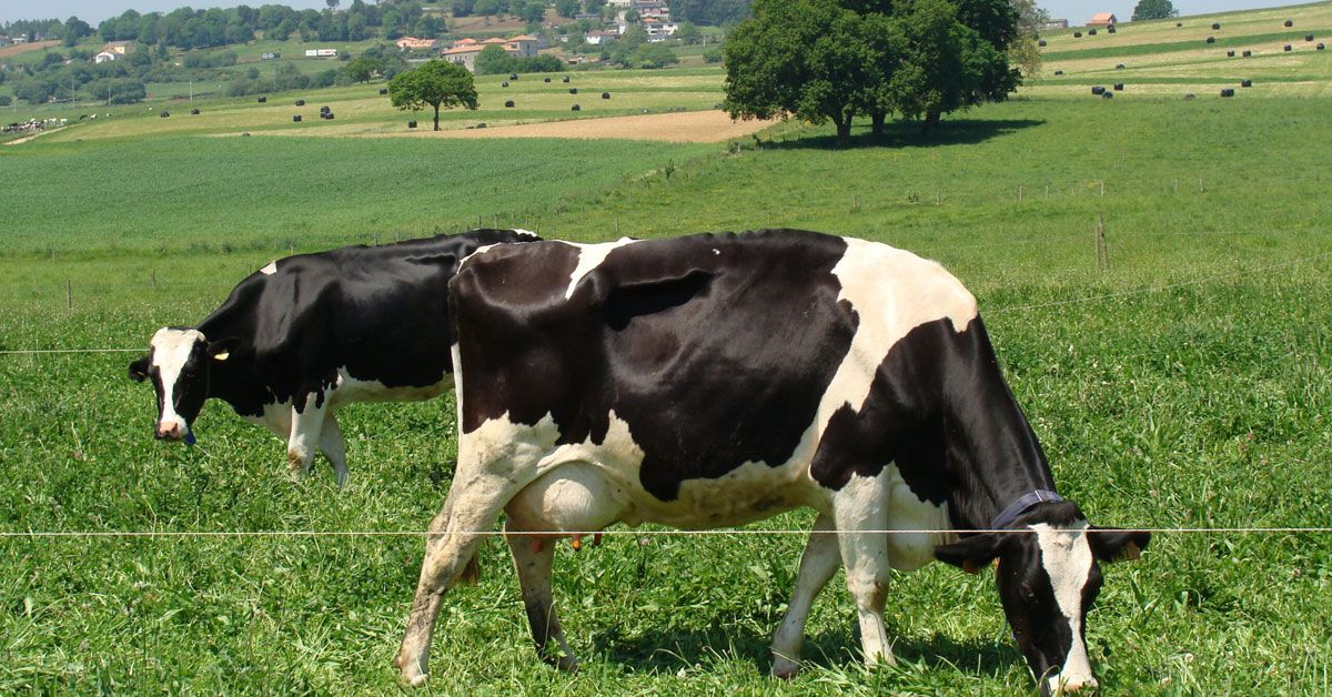 vacas leite