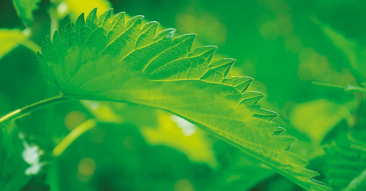 plantas bioindicadoras