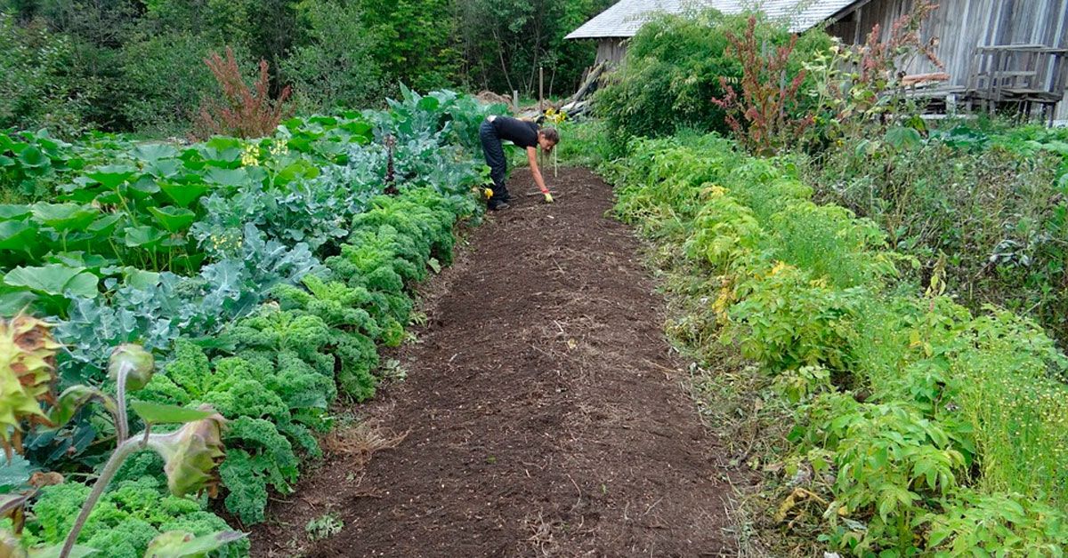 horta campo verduras horto