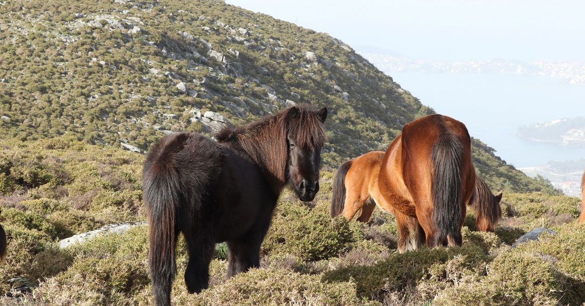 serra do xistral cabalos