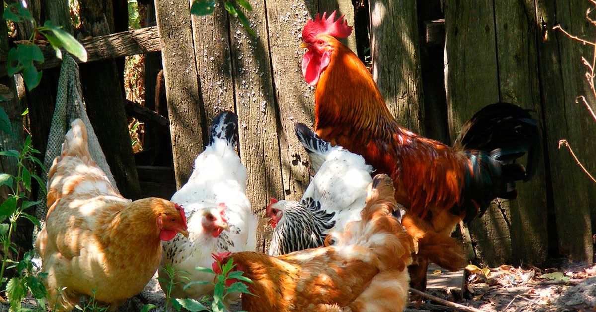 galinas-gallinas-2