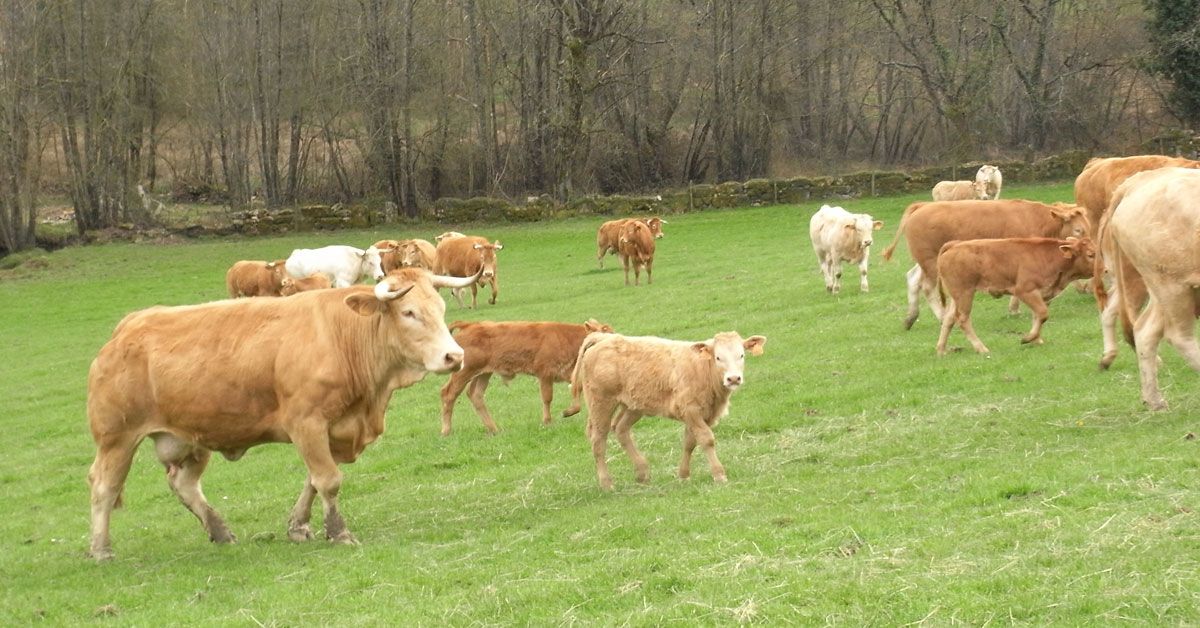 vaca raza rubia galega acruga_2