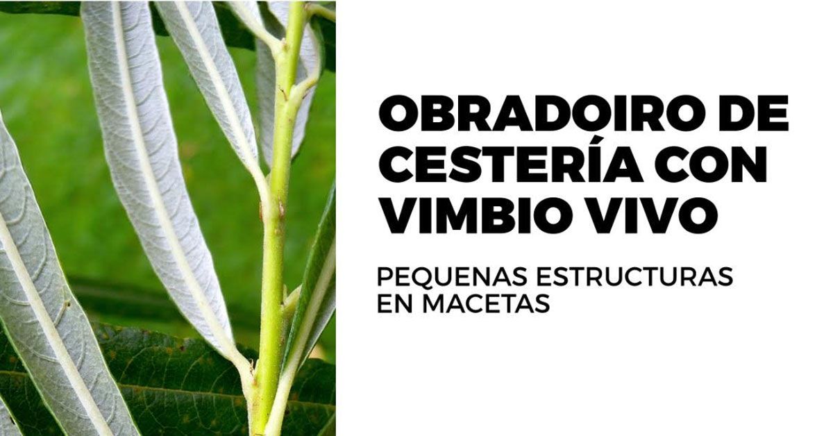 obradoiro de cesteria con vimbio vivo rabade portada