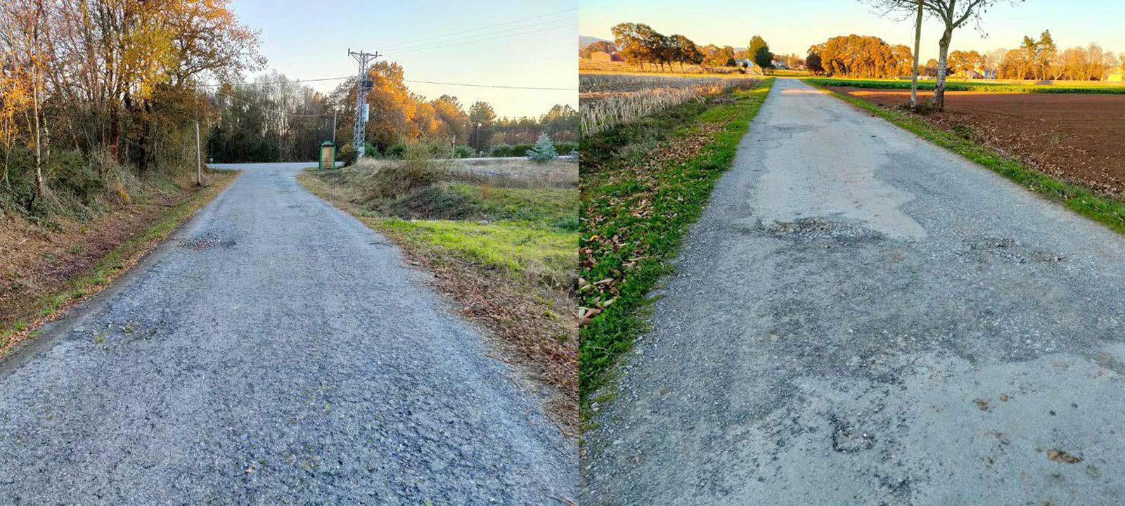 pavimentacion caminos arbol