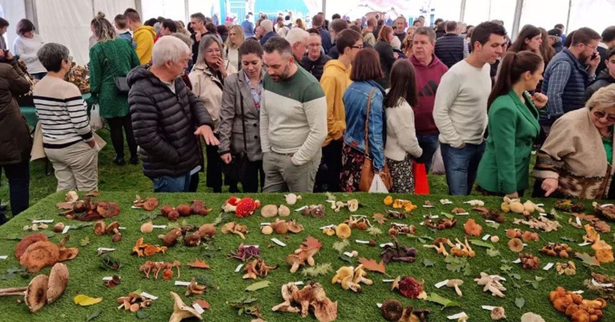 feira fungos cogomelos as pontes2