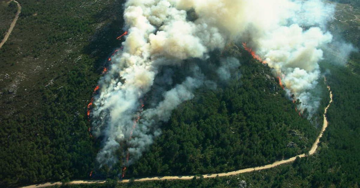 Tese incendios forestais