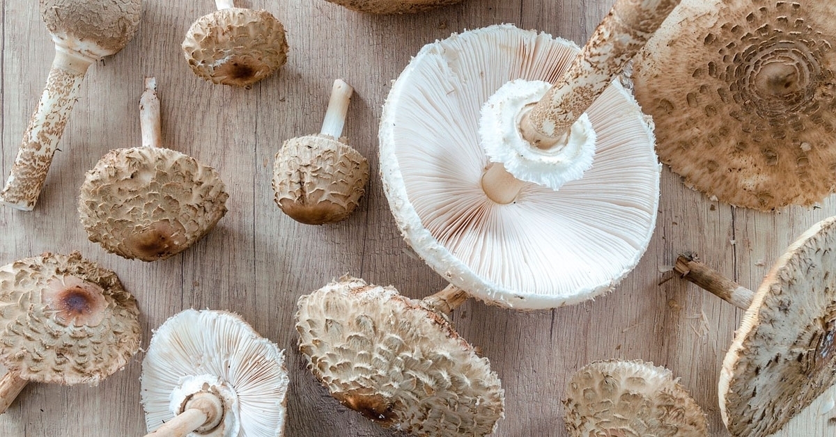 setas-fungos-lepiotas