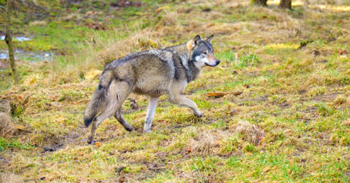 lobo