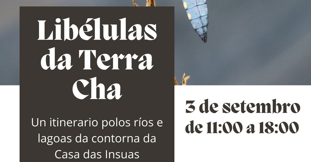 curso libelulas terra cha portada