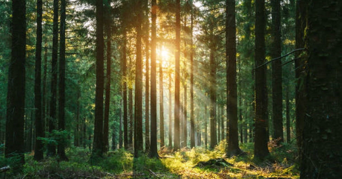 bosques-arbores-montes