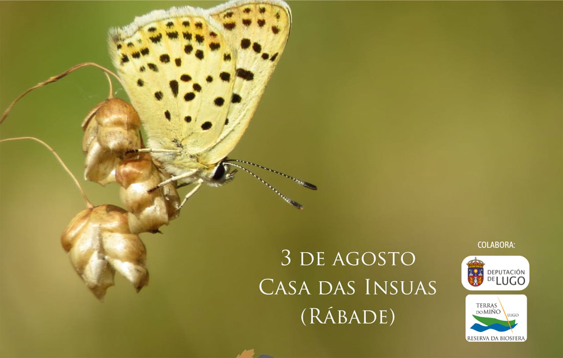 encontro-voluntariado-casa-das-insuas