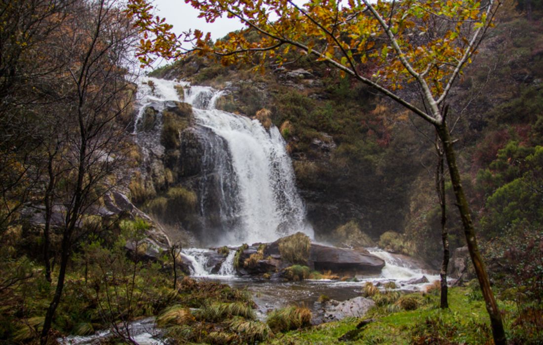 BEGONTE fervenza xestosa ourol