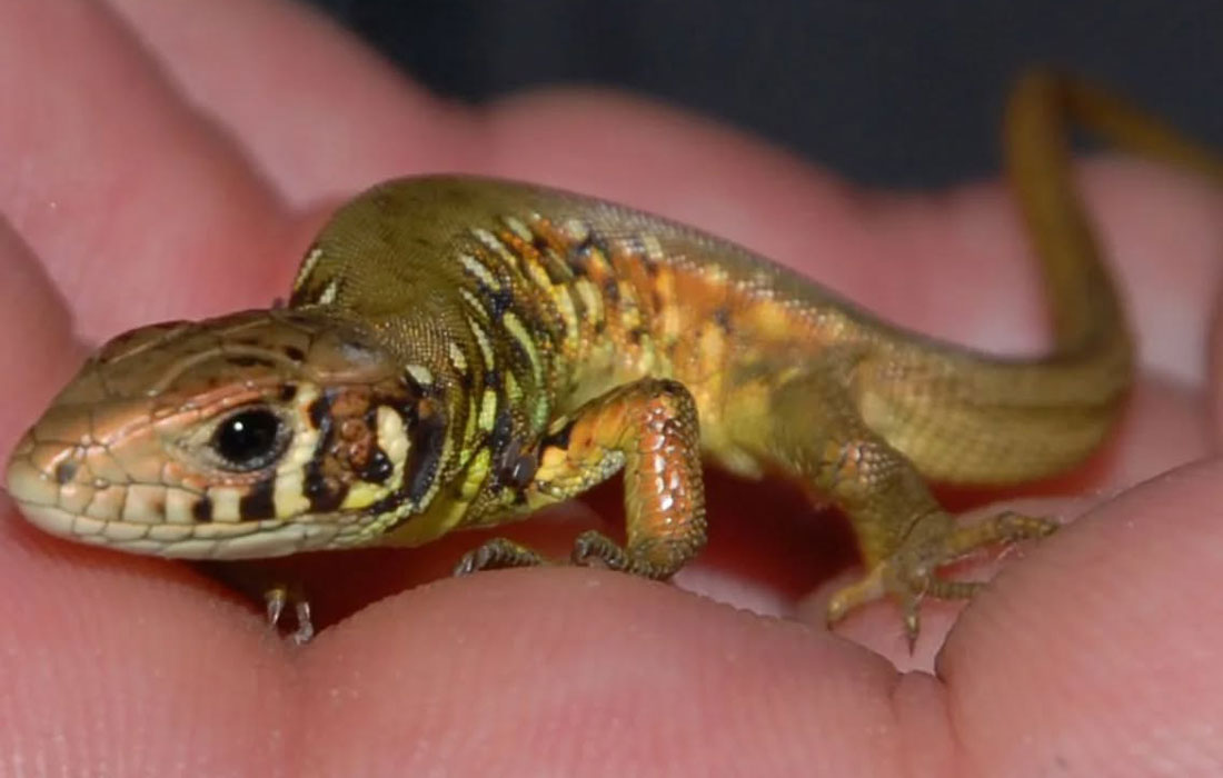 charla-bioloxia-castro-de-viladonga