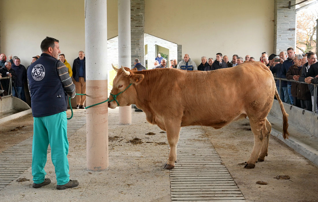xovenca-da-Granxa-Gayoso-na-poxa-de-Adai