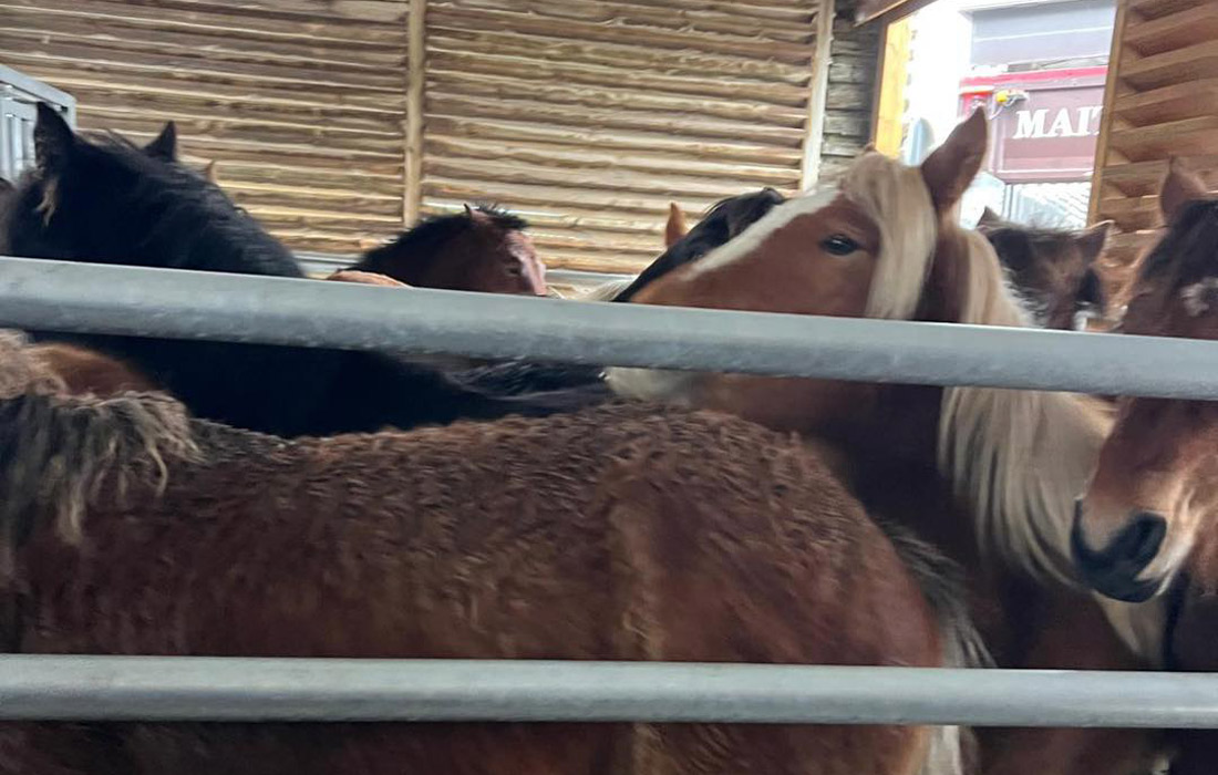 carga-de-poldros-abadin