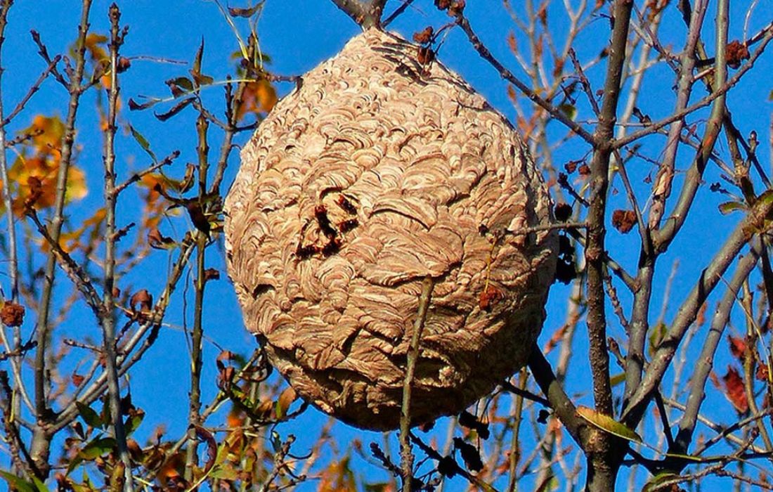 NIDO VELUTINA
