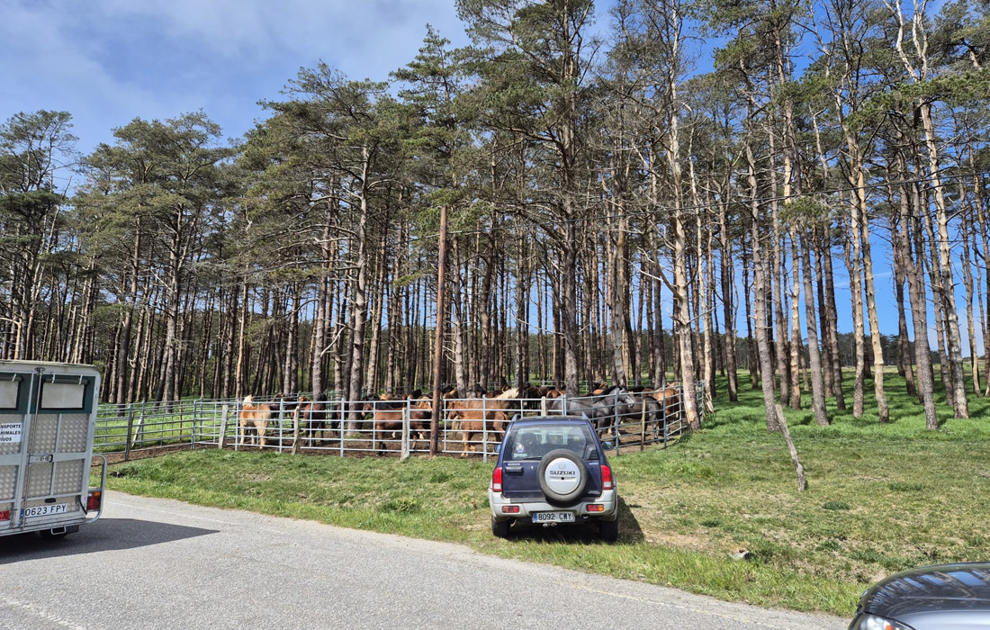 cargadoiro-muras-2026