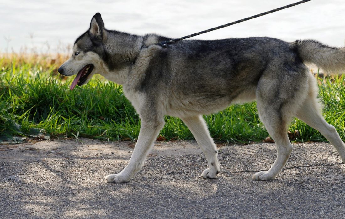perro-can-paseo-xenerica