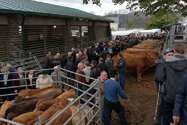 Mercado gandeiro na Feira de Santos 2017