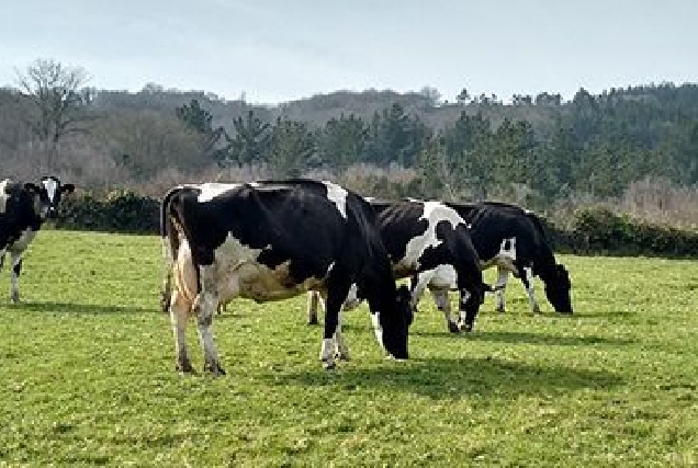 Vacas de leite en extensivo.