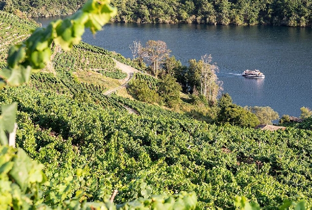 viñedos Ribeira Sacra