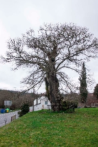 castineiro baamonde