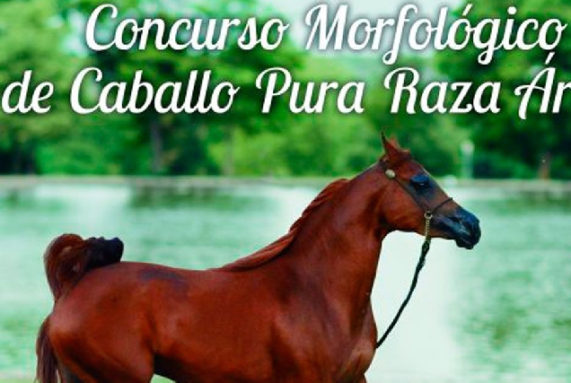 equigal raza arabe