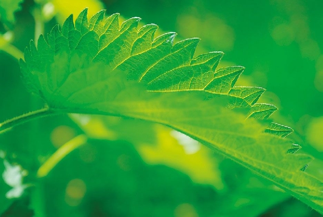 plantas bioindicadoras