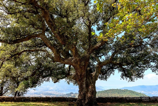 arbore natureza bosque castineiro senlleira