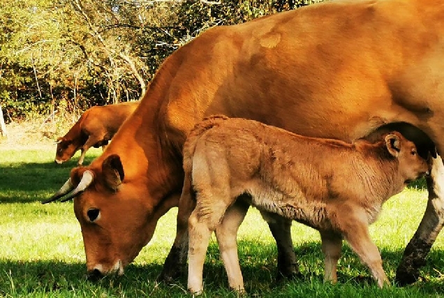 bonificacions ibi explotacions agricolas palas