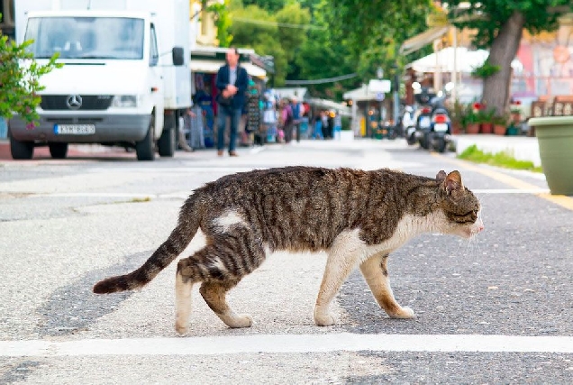 gato rua 2