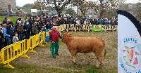 subasta nacional de Raza Rubia Gallega de Adai 2