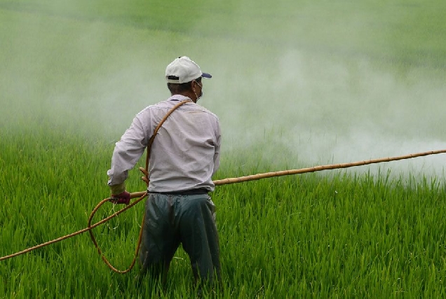 agricultura campo cultivo agricultor herba