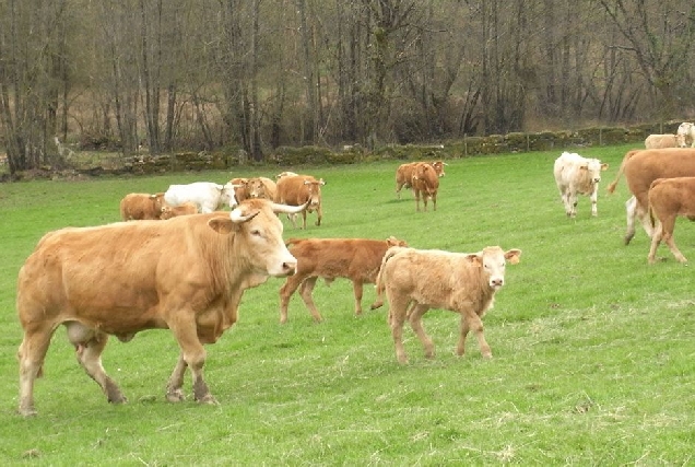 vaca raza rubia galega acruga_2