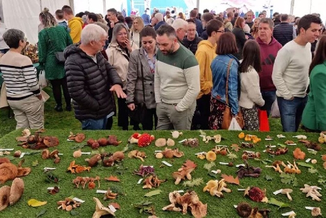 feira fungos cogomelos as pontes2