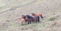 cabalos salvaxes xistral serra3