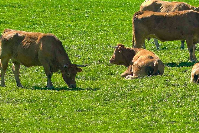 vacas-tenreira-galega