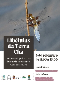 curso libelulas terra cha