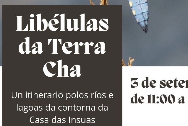 curso libelulas terra cha portada