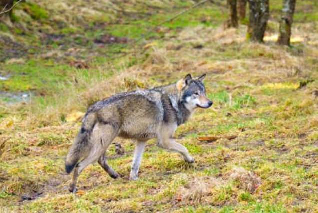 lobo monte