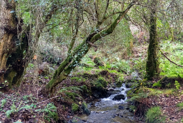 Imaxe da ruta polo río Sisalde en Arteixo