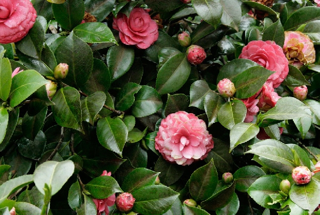 camelias flores