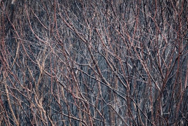 Incendios